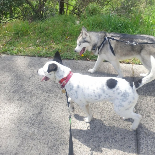 Photo of Moonlight Sparkle