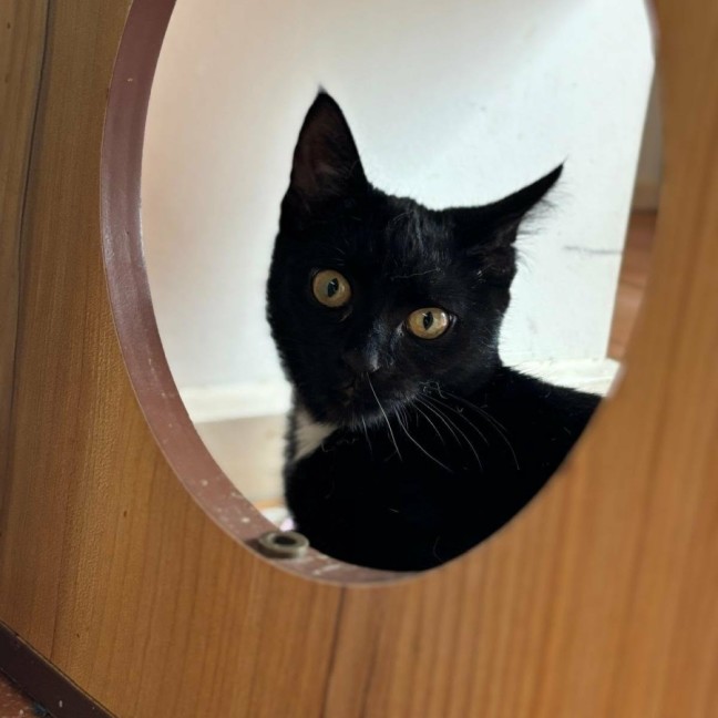 Photo of 🌺 Poppy 🌺