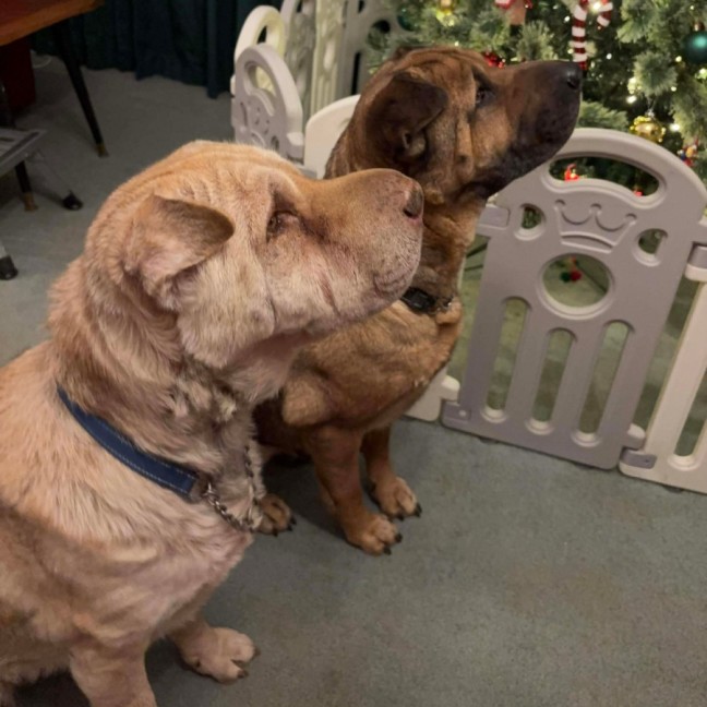 Photo of Ella & Angel