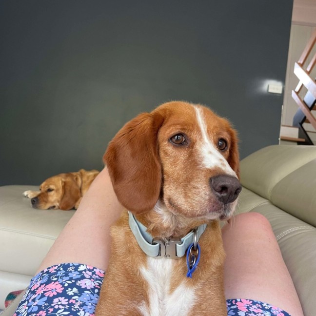 Photo of Happy   5.5 Year Old Beagle X Springer Spaniel