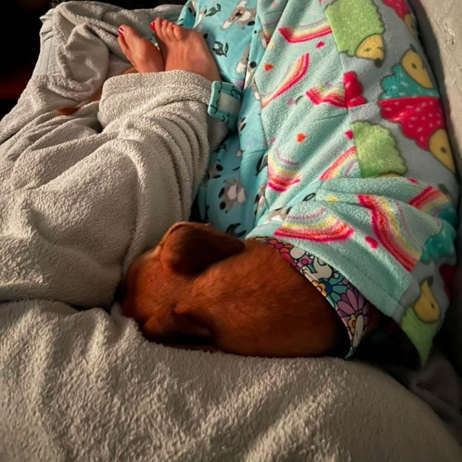 Photo of Rusty, The Greyhound