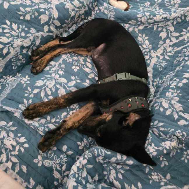 Photo of Rascal