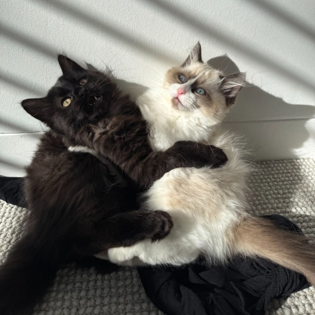 Photo of Fig & Pickle