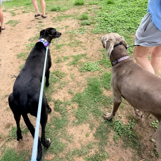 Photo of Frankie, The Greyhound 