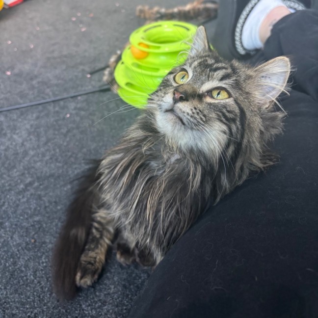 Photo of Dill Pickle