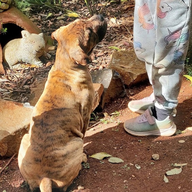 Photo of Dingo
