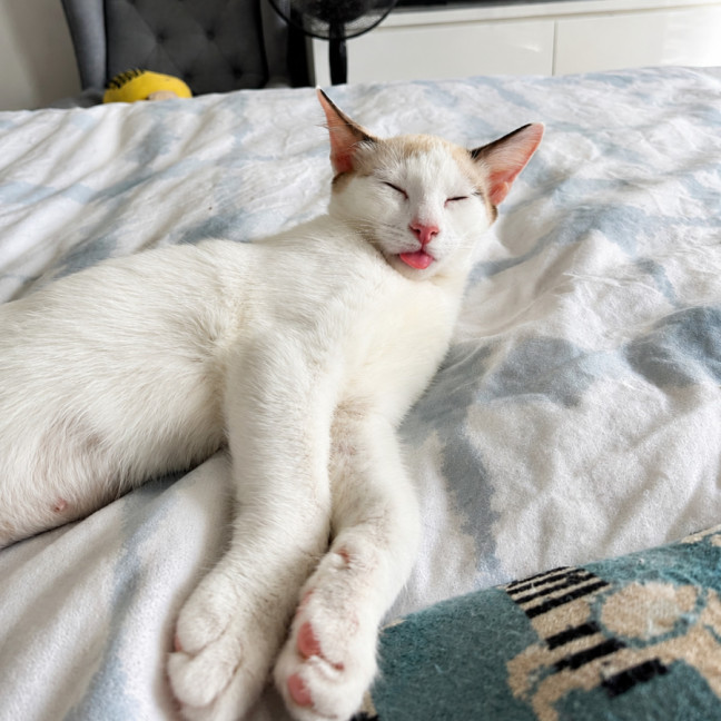 Photo of Lumi