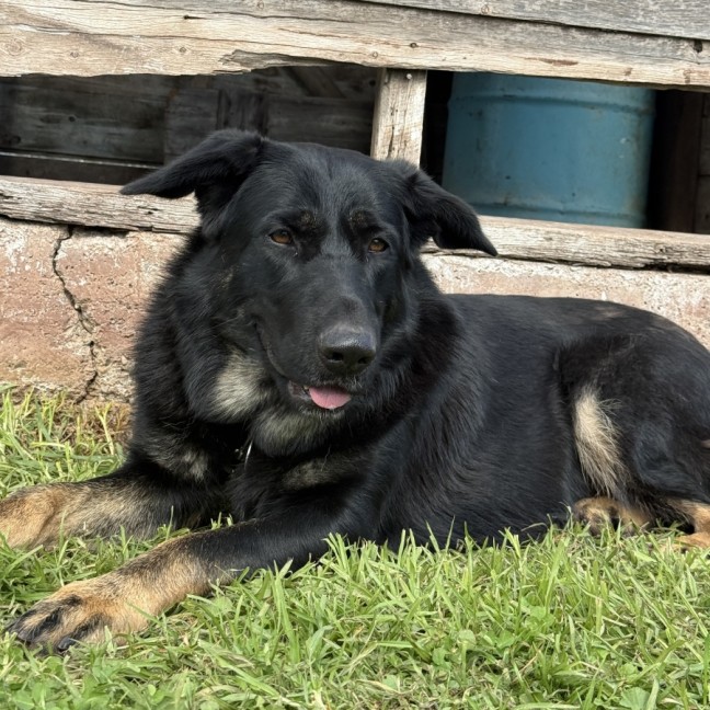 Photo of Shadow