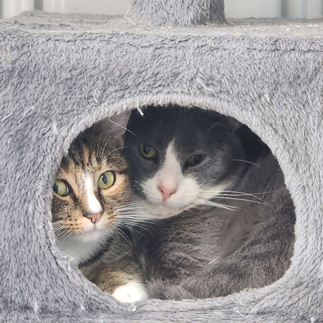 Photo of Lisa And Dodge