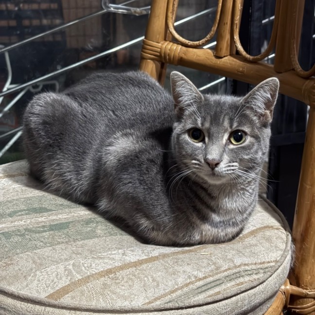 Photo of Zatanna **2nd Chance Cat Rescue**