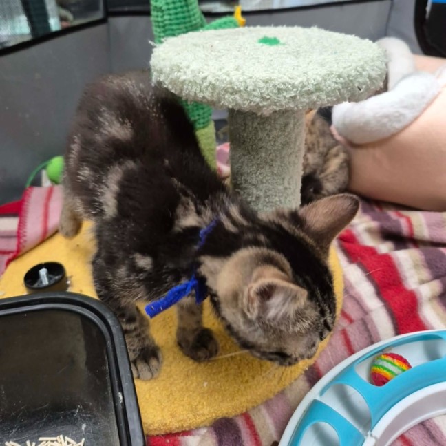 Photo of Frank **2nd Chance Cat Rescue**