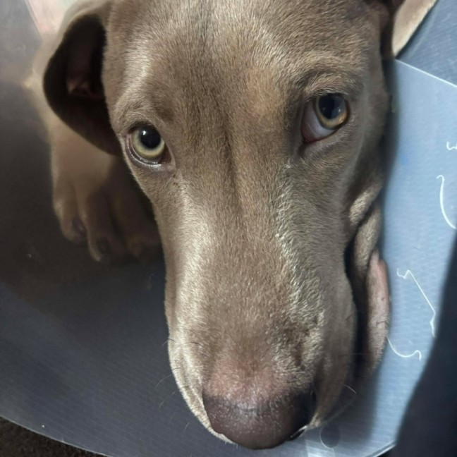 Photo of Brutus