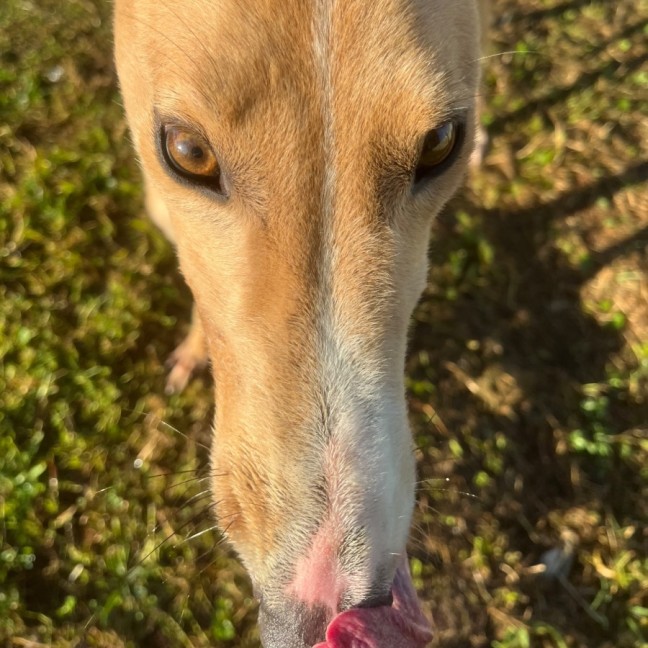 Photo of Hank