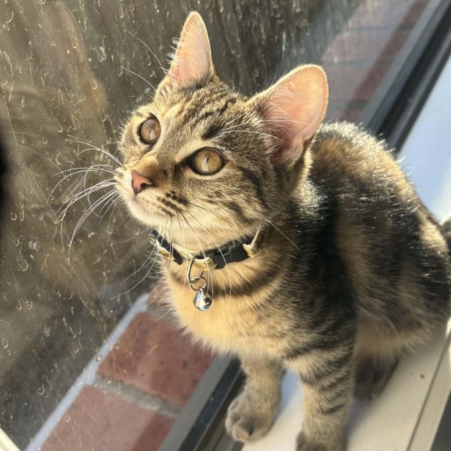 Photo of Naia   In Foster Care In Pakenham