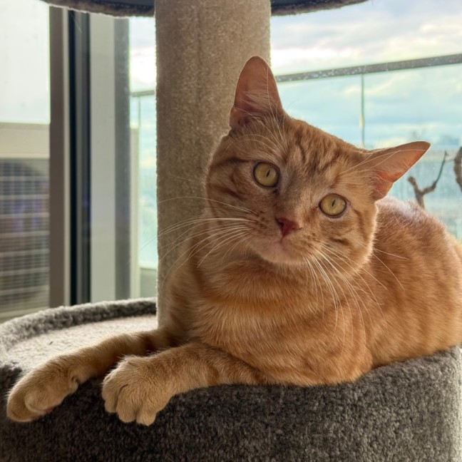 Photo of Percy