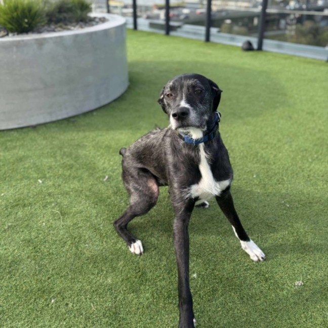 Photo of Jax 