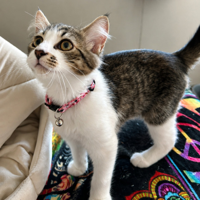 Photo of Cheerio