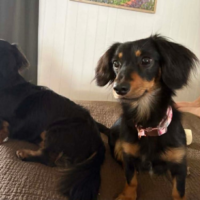 Photo of Mabel