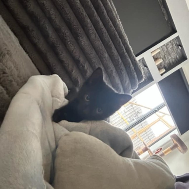 Photo of Ace *9 Lives Project Rescue*