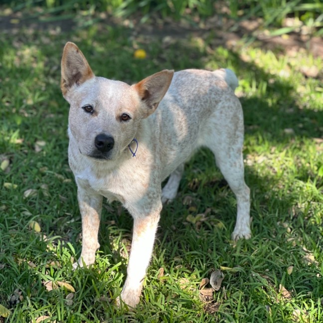 Photo of Jester   3yo Cattle Dog X 
