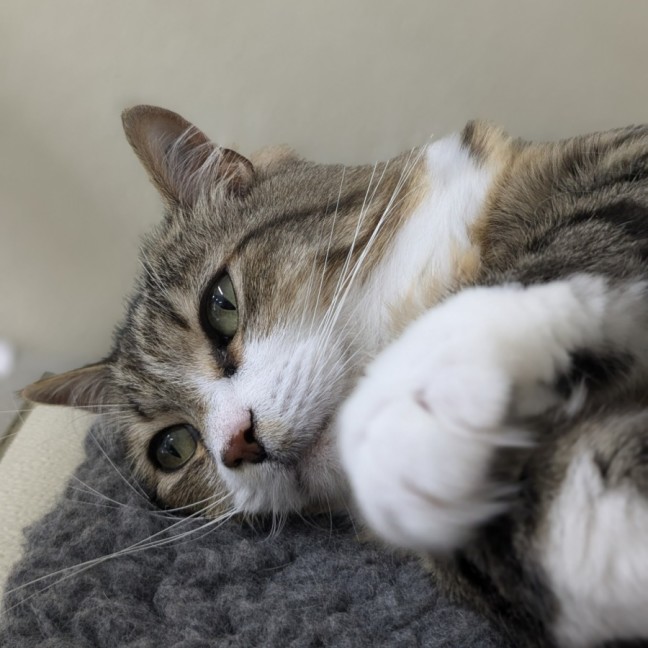 Photo of 🪀 James (Jimmy) 5740 🪀