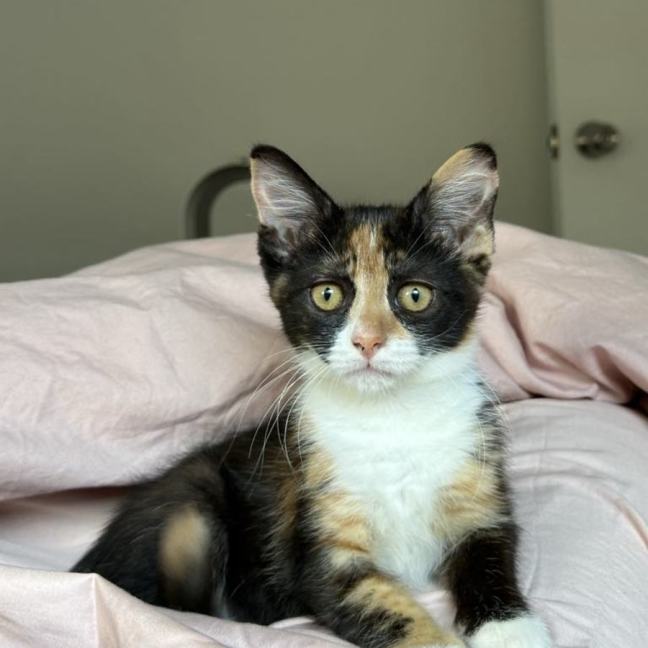 Photo of Pickle