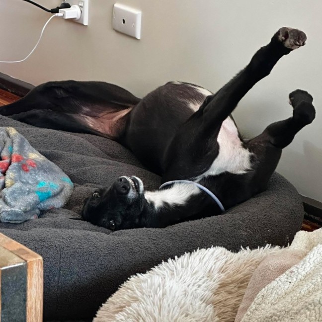 Photo of Violet, The Greyhound
