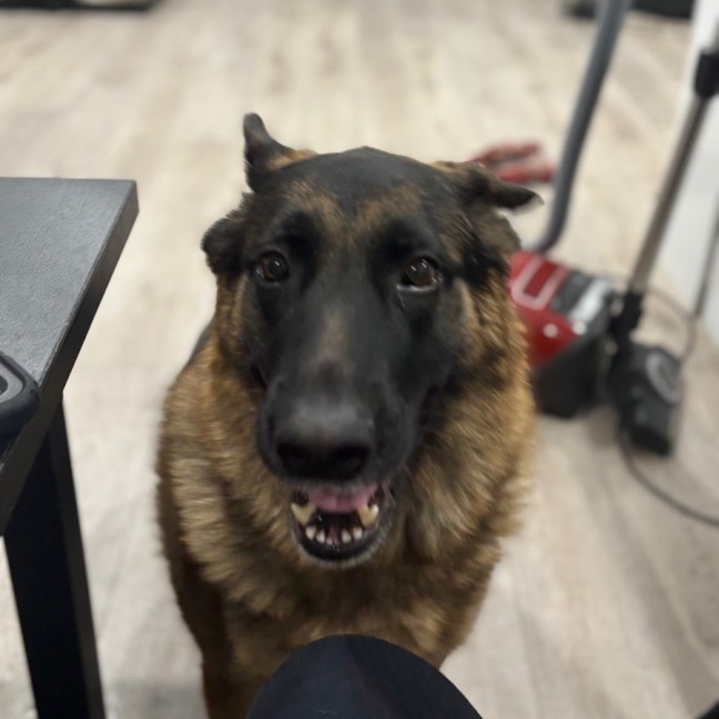 Photo of Archie
