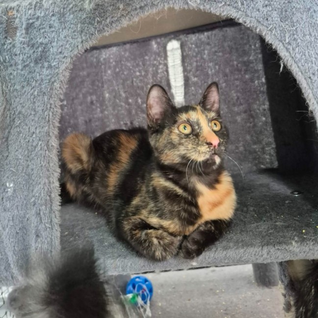 Photo of Opal **2nd Chance Cat Rescue**