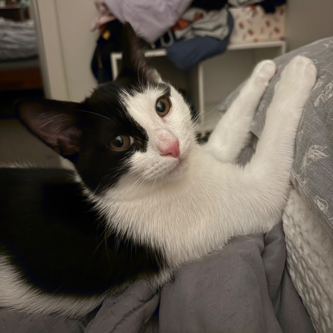 Photo of Candy Cane