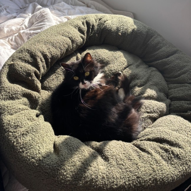 Photo of Nellie 🌺