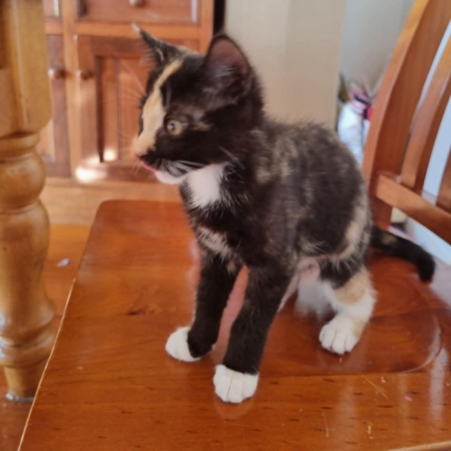 Photo of Princess ** 2nd Chance Cat Rescue**