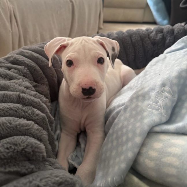 Photo of Bonnie 