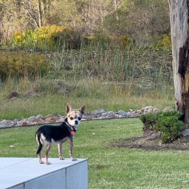 Photo of Chloe & Pepe