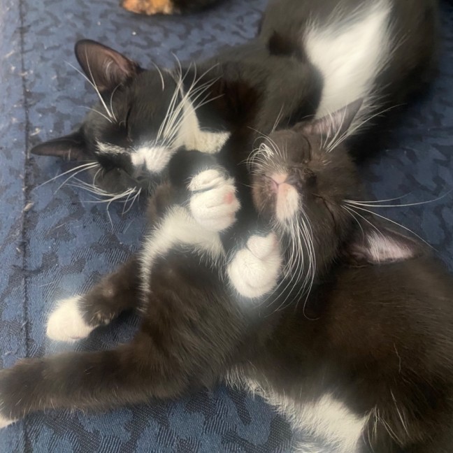 Photo of Leto **2nd Chance Cat Rescue**