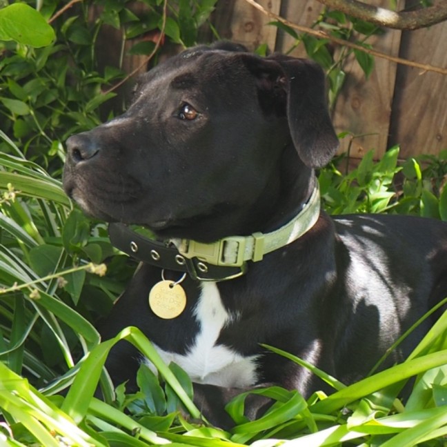 Photo of Superior Winston