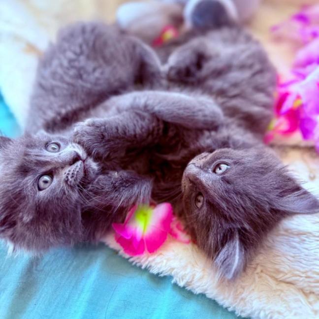 Photo of Huxley 💙