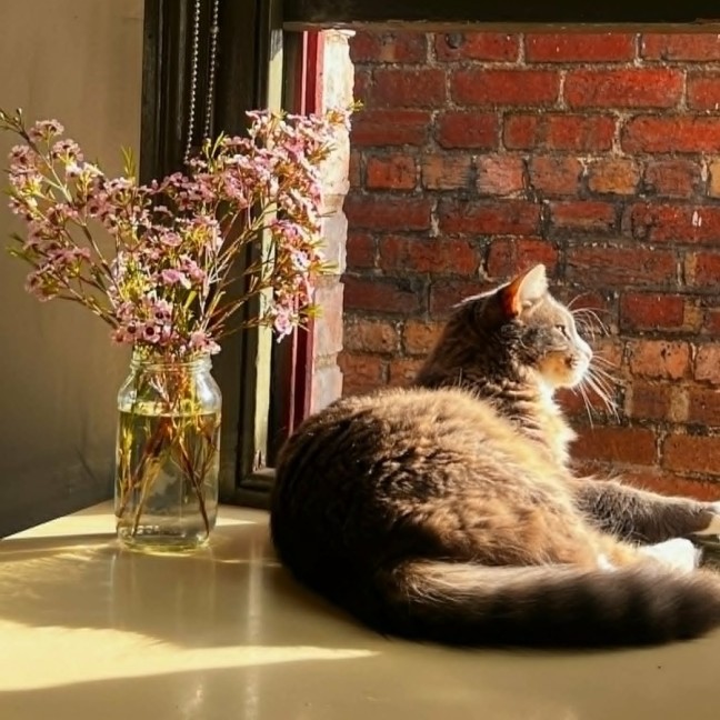 Photo of Clover * 9 Lives Project Rescue*