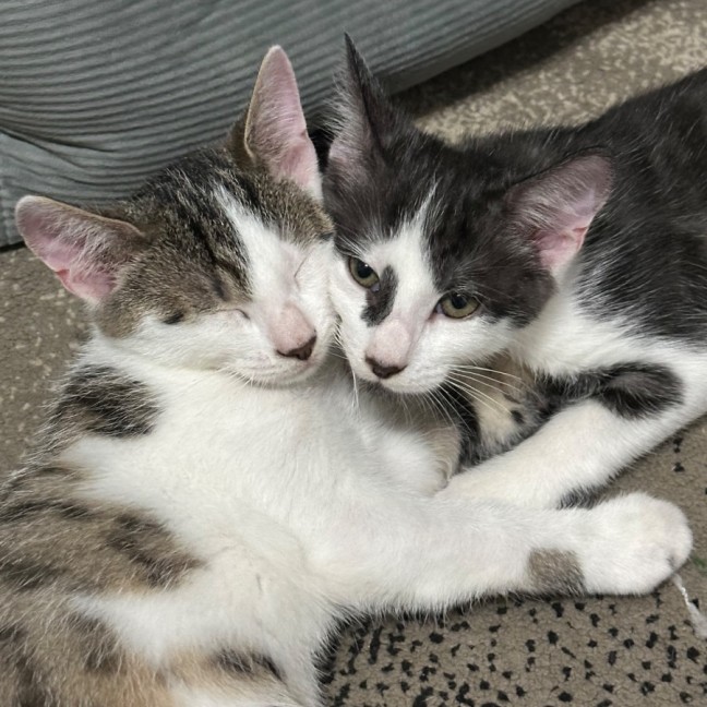 Photo of Nash 🐱🧵
