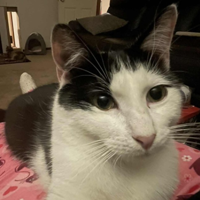 Photo of Patrick Patty Paws