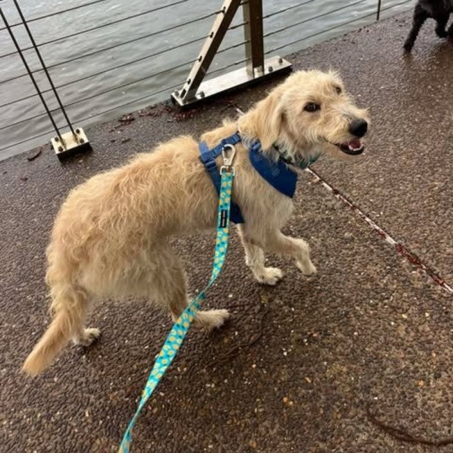 Photo of Maple