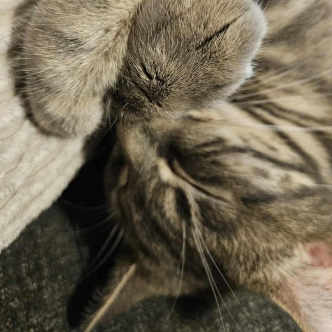 Photo of Luna   In Foster Care In In Preston