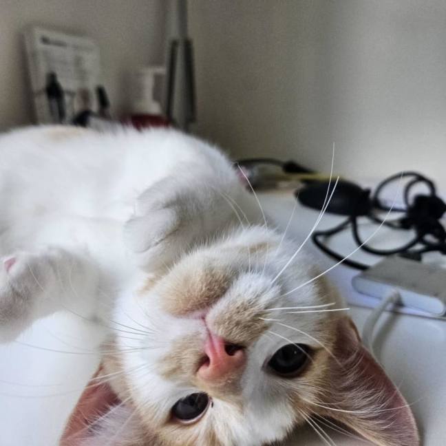 Photo of Pearly