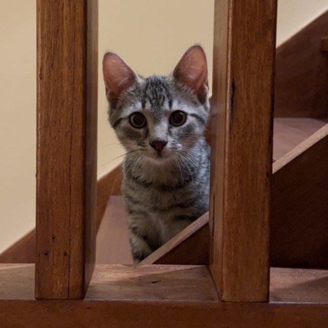 Photo of Tora