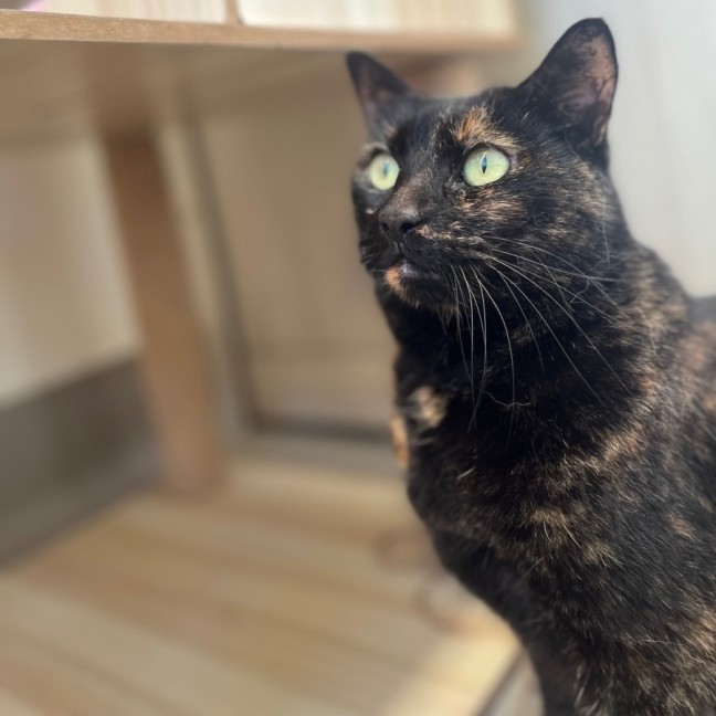 Photo of C1538 Betsy