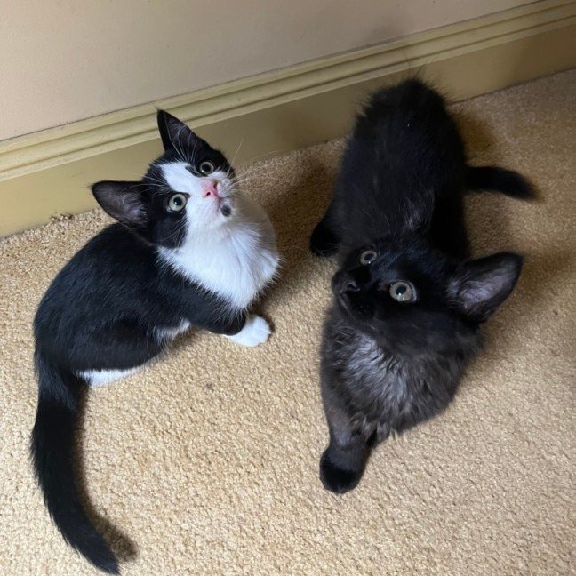 Photo of Benji & Bonnie 🐈🌷