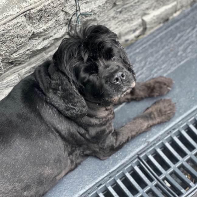 Photo of Tammy 🐶😍🦋