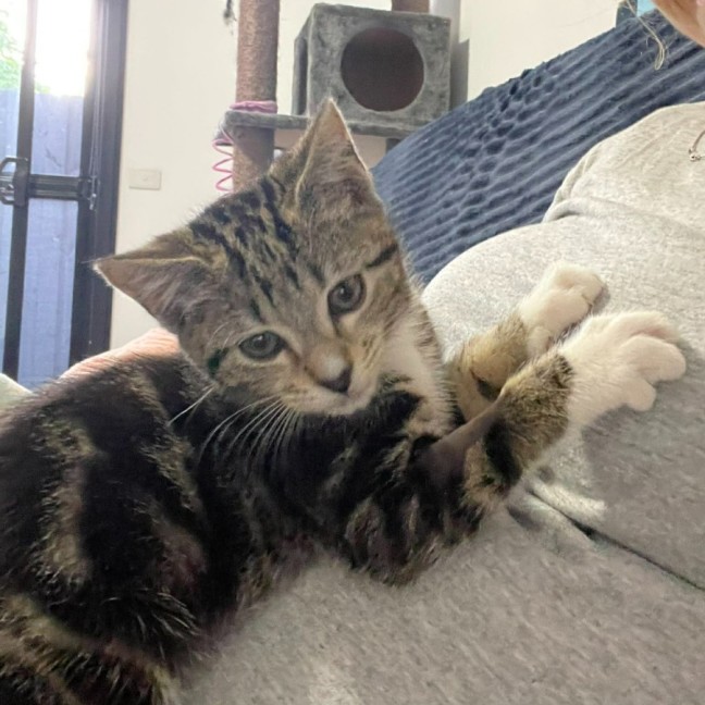 Photo of Sailor   In Foster Care In Bentleigh East