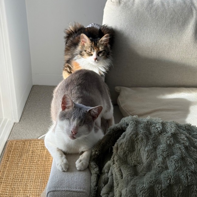 Photo of Jelly Bean