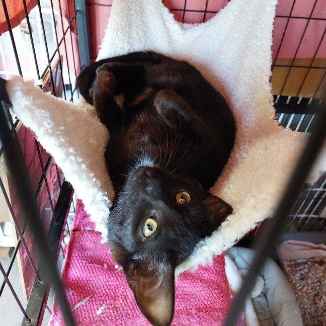 Photo of Penny